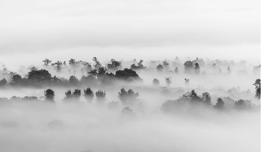 Misty wood wallpaper, XXL, tendance