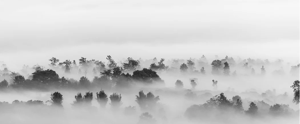 Carta da parati legno nebbioso