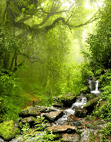 Carta da parati Cascata e foresta