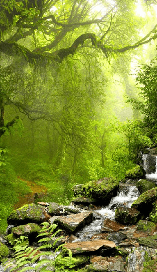 Carta da parati Cascata e foresta