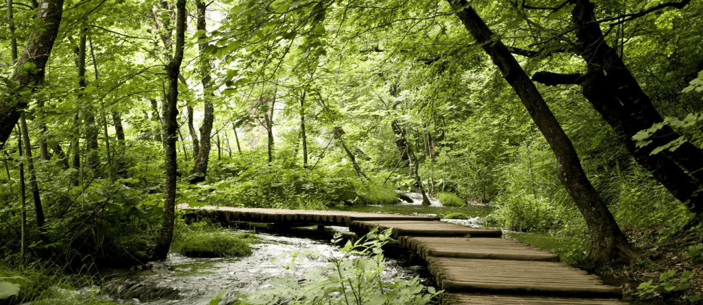 Carta da parati bistrot trompe l'œil sentiero nel bosco