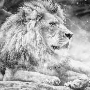 Carta da parati giungla The King Lion