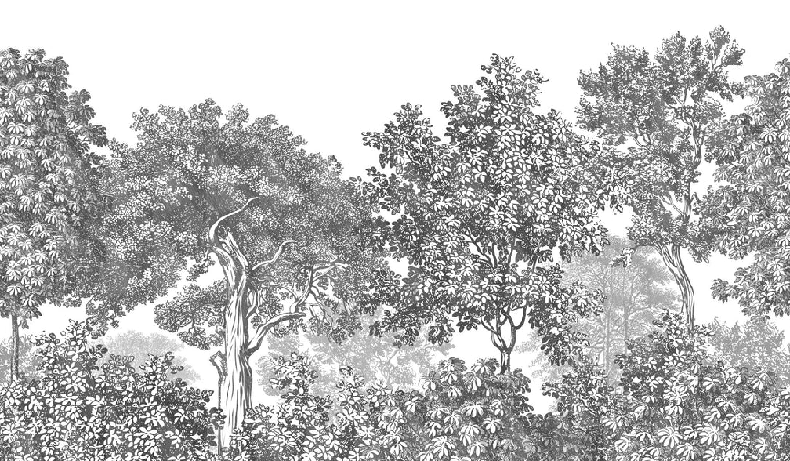 Landscape wallpaper forest engraving black and white, XXL, tendance