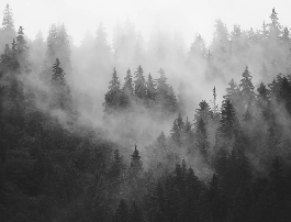 Carta da parati foresta nebbiosa in bianco e nero