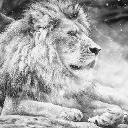 Carta da parati giungla The King Lion