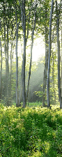 Carta da parati per WC Foresta di pini