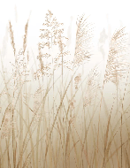 Carta da parati con fiori di campo e grano