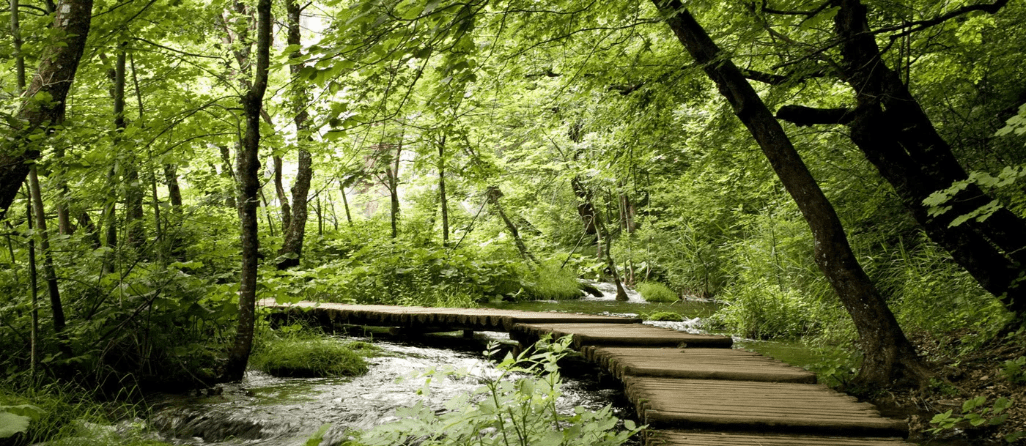 Carta da parati bistrot trompe l'œil sentiero nel bosco