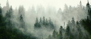 Carta da parati verde foresta nebbiosa