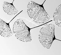 Papier peint panoramique tendance ginkgo noir, XXL, tendance