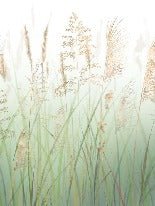 Papier peint fleur des champs de blé vert, XXL, tendance