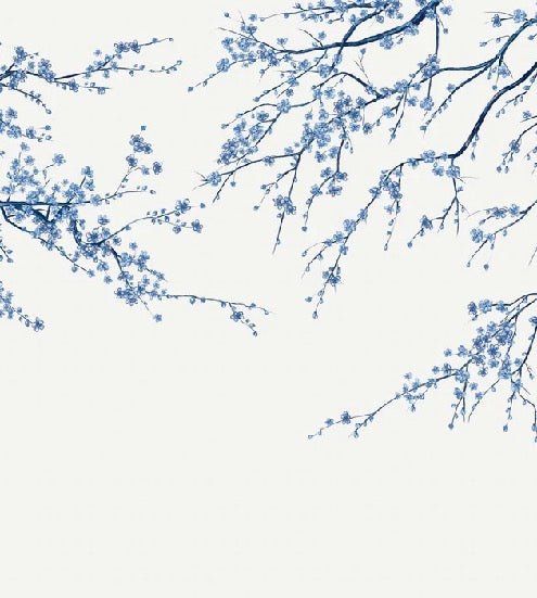 Carta da parati panoramica Sakura white flower