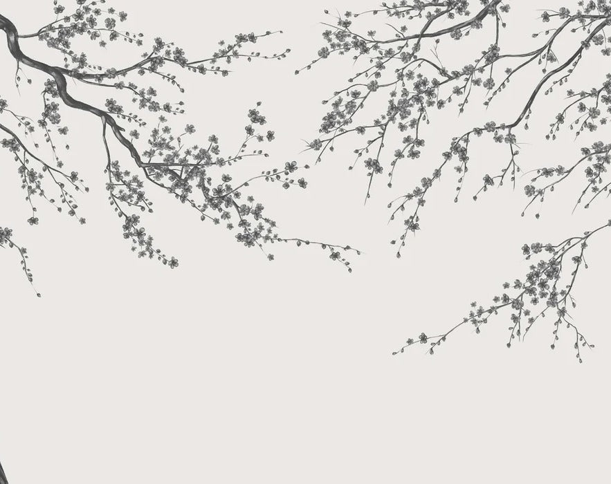 Sakura, carta da parati panoramica in bianco e nero