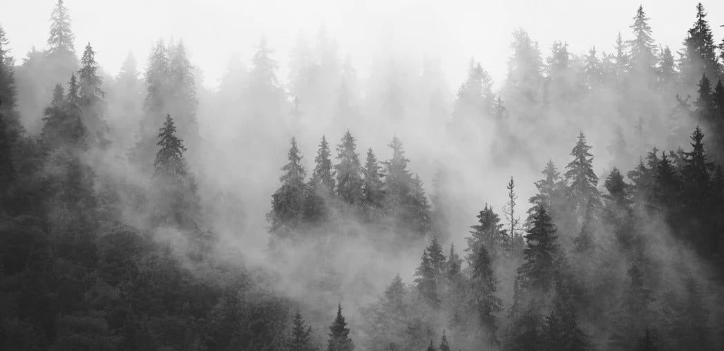 Carta da parati della foresta nebbiosa in bianco e nero