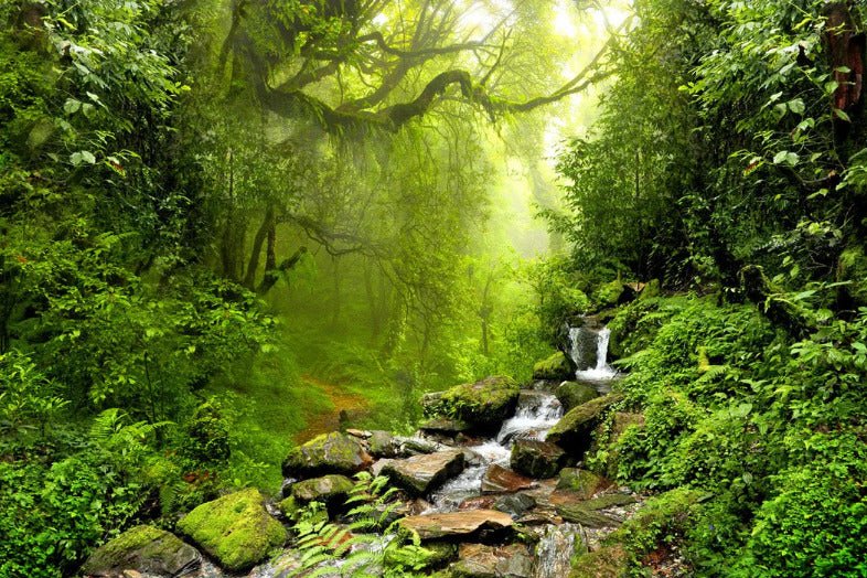 Carta da parati Cascade & Forest