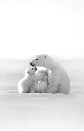 Papier peint panoramique - Horizon arctique, XXL, tendance