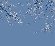 Carta da parati panoramica con fiori blu Sakura