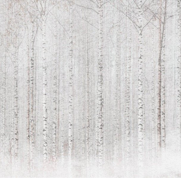 Avvolgente carta da parati della foresta di betulle