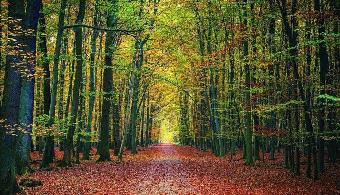 Carta da parati panoramica della foresta di Vercors