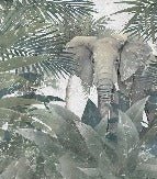 Carta da parati Amazon Elephant