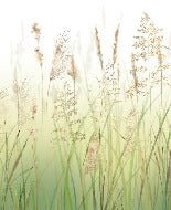 Carta da parati con fiori di campo di grano sfumati