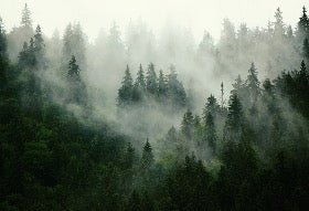 Carta da parati verde foresta nebbiosa