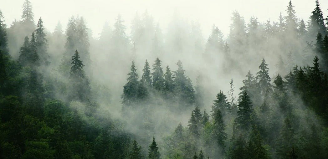 Carta da parati verde foresta nebbiosa