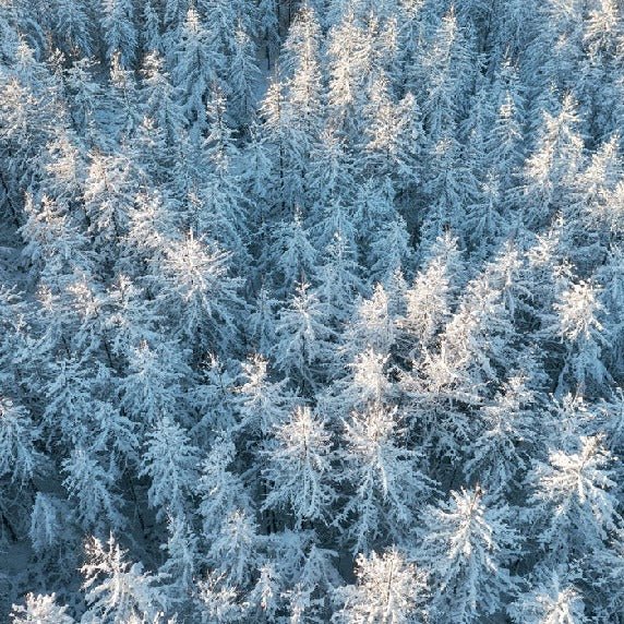 Papier peint forêt cimes Alpines, XXL, tendance