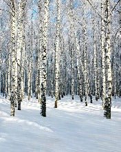 Carta da parati foresta di betulle