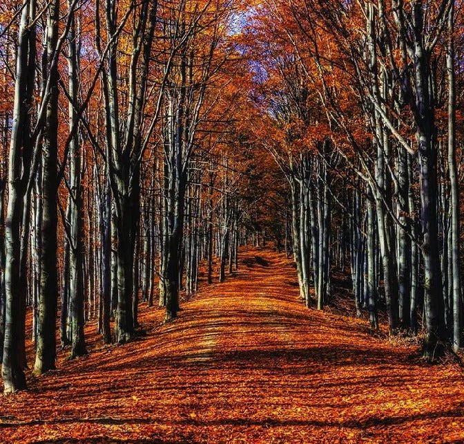 Sfondo panoramico Passeggiata d'autunno