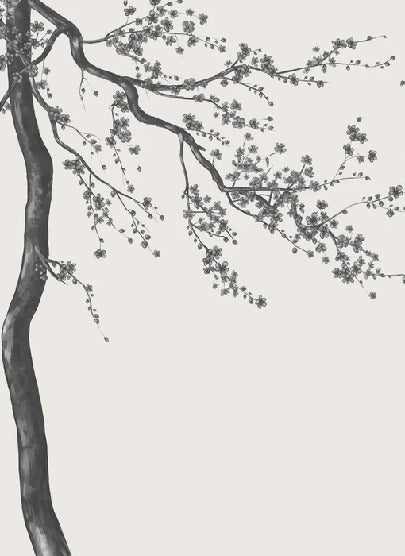 Sakura, carta da parati panoramica in bianco e nero