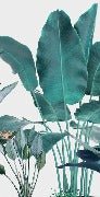 Papier peint panoramique tropical bananier