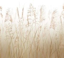 Carta da parati con fiori di campo di grano