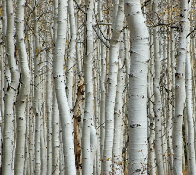 Carta da parati foresta di betulle