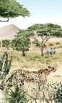 Carta da parati della savana segreta per bambini