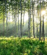 Carta da parati per il bagno della pineta