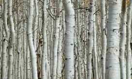 Carta da parati foresta di betulle