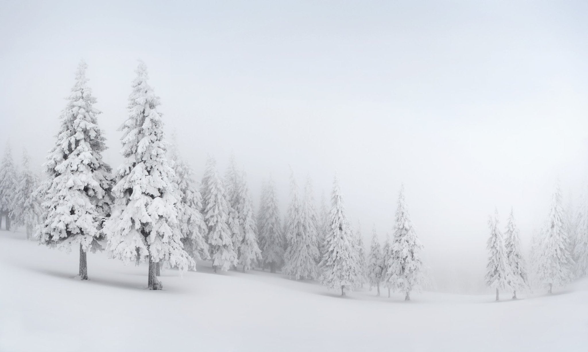 Papier-peint-sapin-neige-design brume