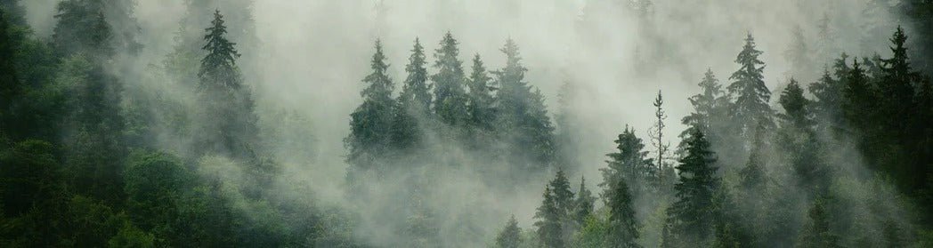 Carta da parati verde foresta nebbiosa
