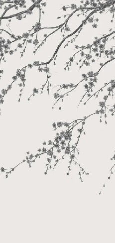 Sakura, carta da parati panoramica in bianco e nero