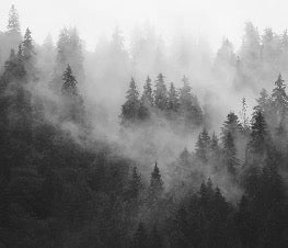 Carta da parati della foresta nebbiosa in bianco e nero