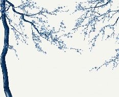 Carta da parati panoramica Sakura white flower