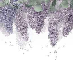Carta da parati Glycine Provence