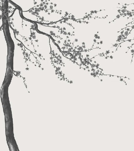 Sakura, carta da parati panoramica in bianco e nero