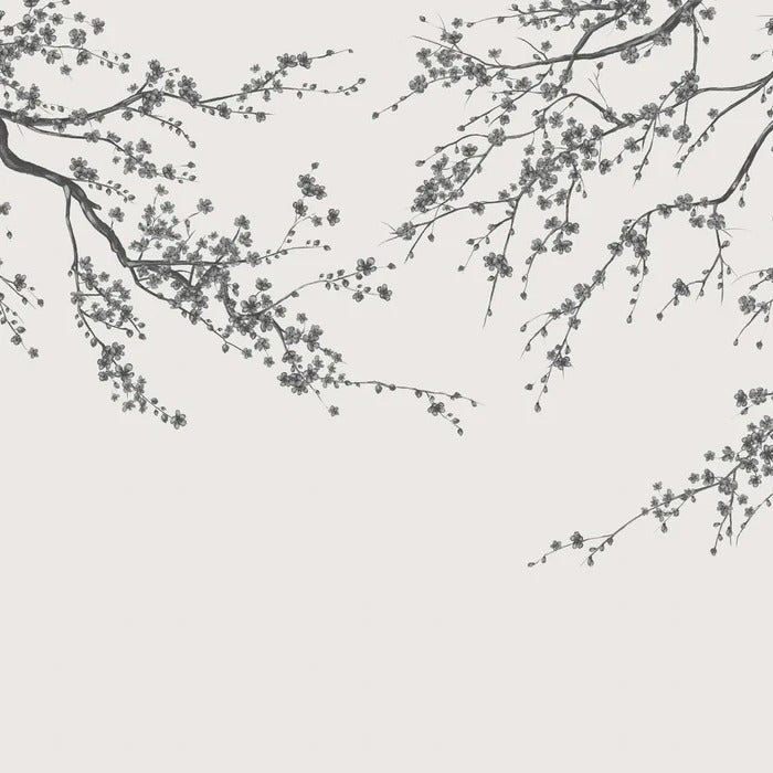 Sakura, carta da parati panoramica in bianco e nero