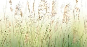 Carta da parati con fiori di campo di grano sfumati