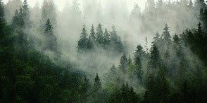 Carta da parati verde foresta nebbiosa