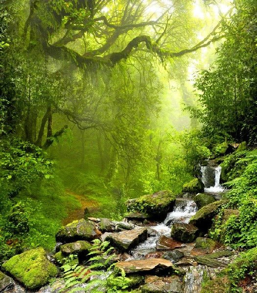 Carta da parati Cascade & Forest