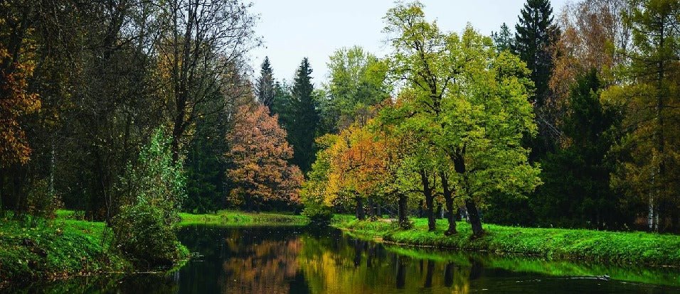 Carta da parati panoramica con lago e foresta