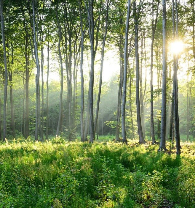 Carta da parati per il bagno della pineta